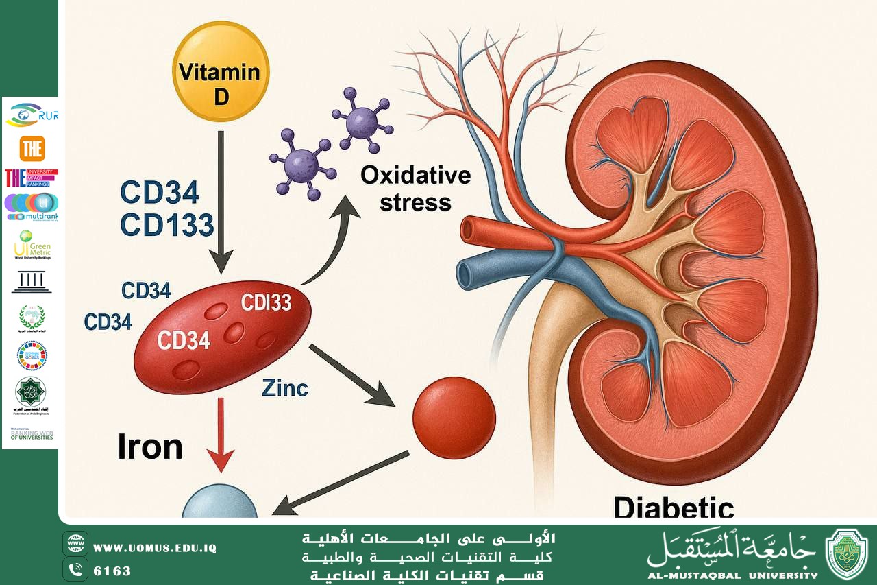 The Relationship Between Serum Levels of Vitamin D, CD34, CD133, Iron, and Zinc and Their Association with Diabetic Nephropathy in Patients with Type 2 Diabetes Mellitus Asst. Prof. Dr. Muslim Mohammed Mousa