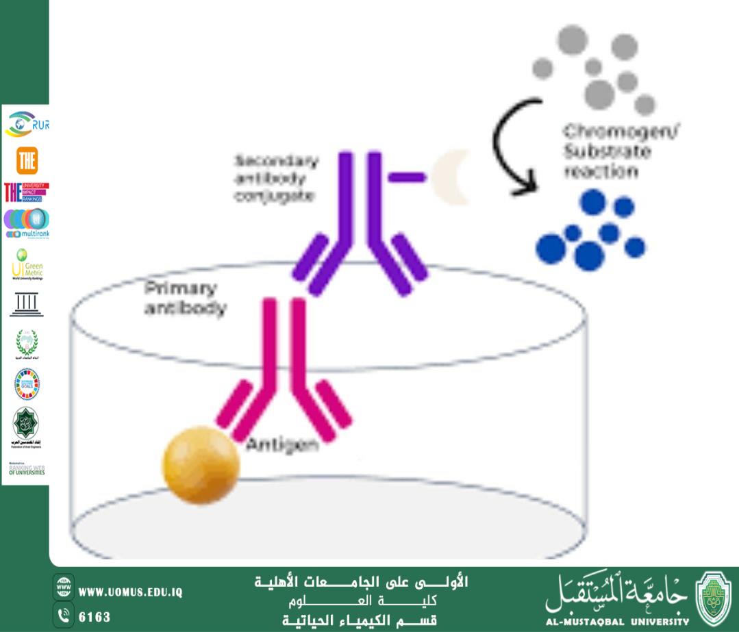 مقالة علمية بعنوان تقنية الإليزا (ELISA): المبدأ والتطبيقات التشخيصية والحياتية من قبل التدريسي: م.م. عباس حمزة خضير قسم الكيمياء الحياتية – كلية العلوم – جامعة المستقبل
