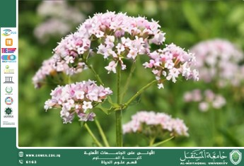 مقالة علمية للانسة نور الهدى عزمي حسن بعنوان :زهرة حشيشة الهر