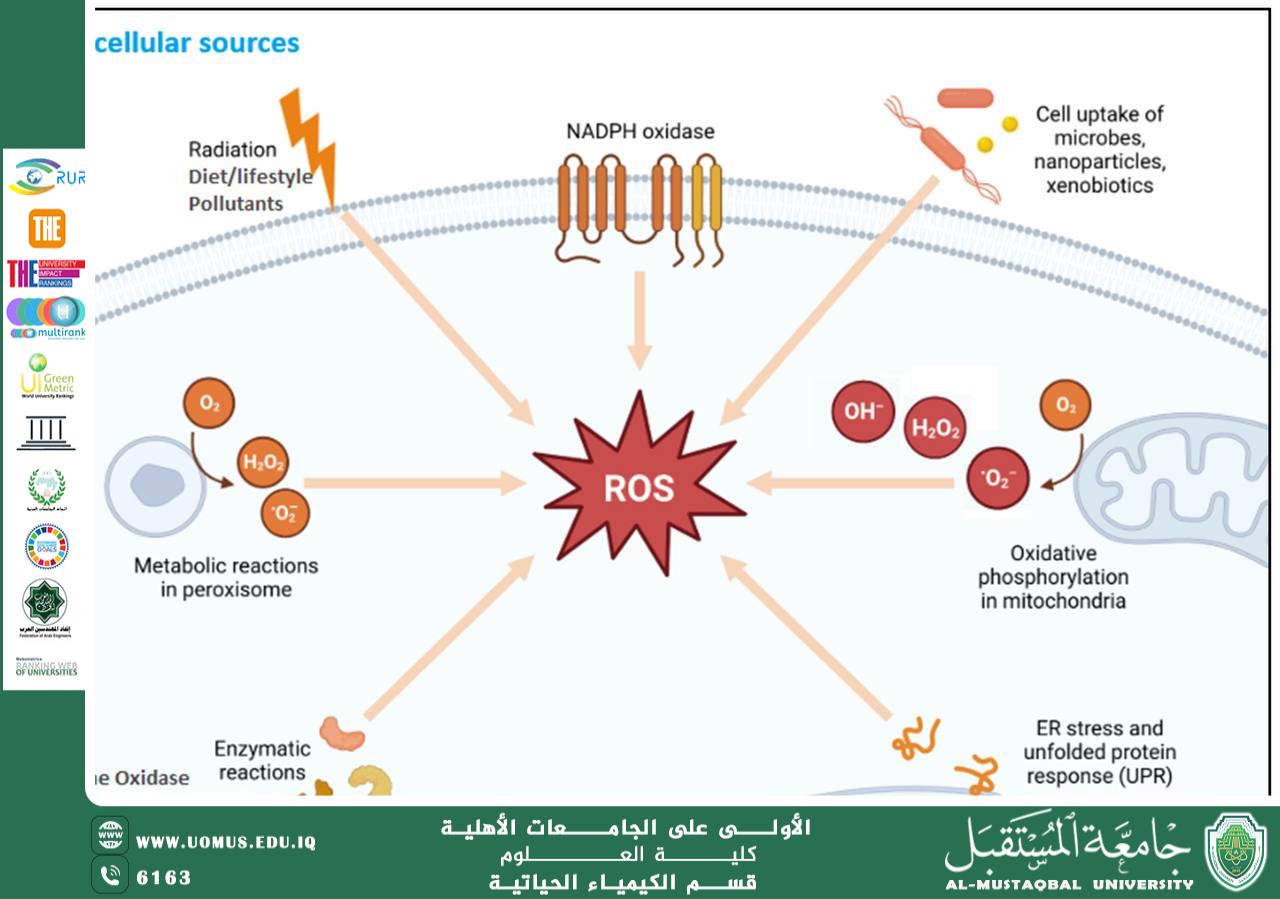 مقالة علمية للتدريسية م.م هنادي تحسين مسلم بعنوان تأثير الإجهاد التأكسدي على صحة الإنسان وطرق الحد منه