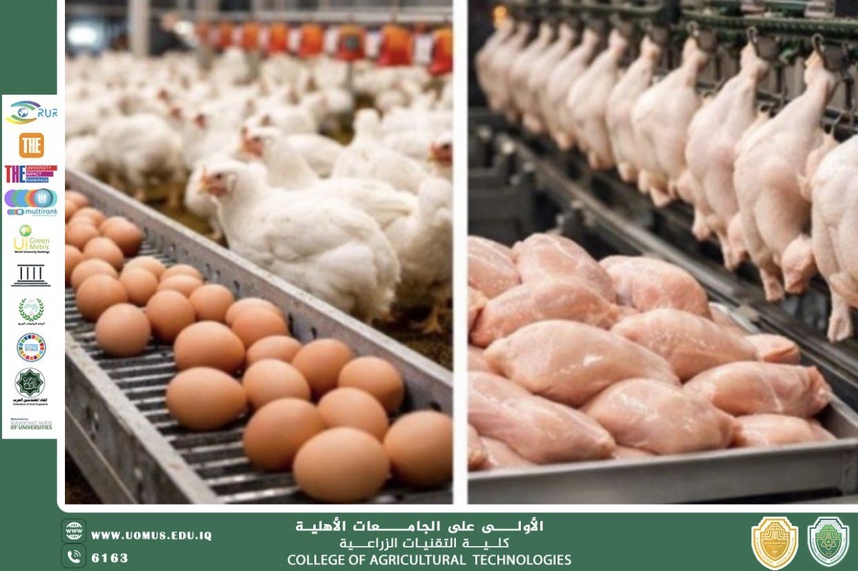The Impact of Improving Feeding and Management Systems on the Productive Performance of Broiler Chickens