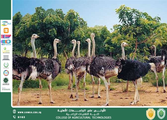 الإدارة المستدامة في تربية النعام م.م عبد الله علي مقدمة تُعد تربية النعام (Struthio camelus) من الأنشطة الزراعية الواعدة التي شهدت توسعًا ملحوظًا في العقود الأخيرة، لما يتميز به هذا الطائر من قدرة عالية على التكيف مع الظروف البيئية المختلفة، إضافة إلى تعدد منتجاته ذات القيمة الاقتصادية العالية، مثل اللحوم، الجلود، الريش، والبيض. ومع تزايد الاهتمام العالمي بمفاهيم التنمية المستدامة، أصبحت الإدارة المستدامة في تربية النعام ضرورة ملحّة لضمان استمرارية الإنتاج، والحفاظ على الموارد الطبيعية، وتقليل