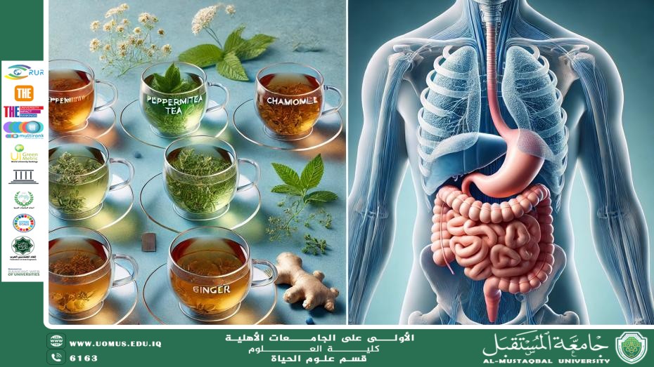 مقالة علمية للآنسة نور الهدى عزمي حسن بعنوان: تأثير الأعشاب الطبية على الجهاز الهضمي