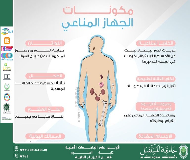 The Impact of Balanced Nutrition on Immune System Health Artical By Msc.Ali salman