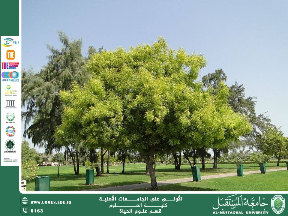 مقالة علمية للانسة نور الهدى عزمي حسن بعنوان "شجرة النيم"