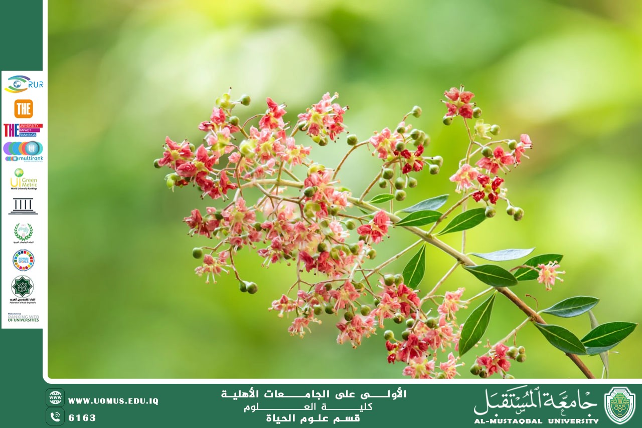 A Scientific Article by Miss Noor Al-Huda Azmi Hassan Title: Henna Plant (Lawsonia inermis)