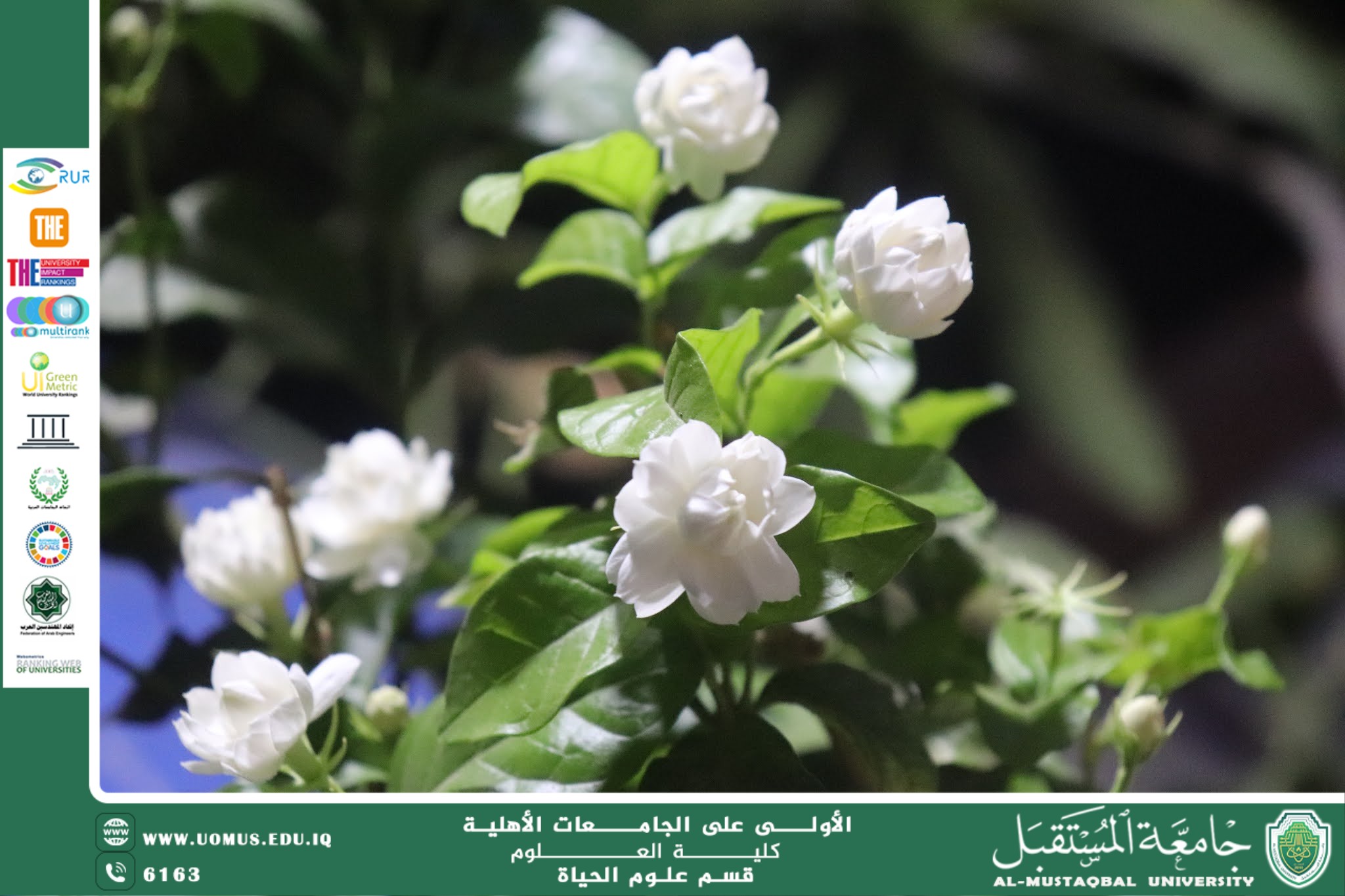 مقالة علمية للانسة نور الهدى عزمي حسن بعنوان "نبات الفل"