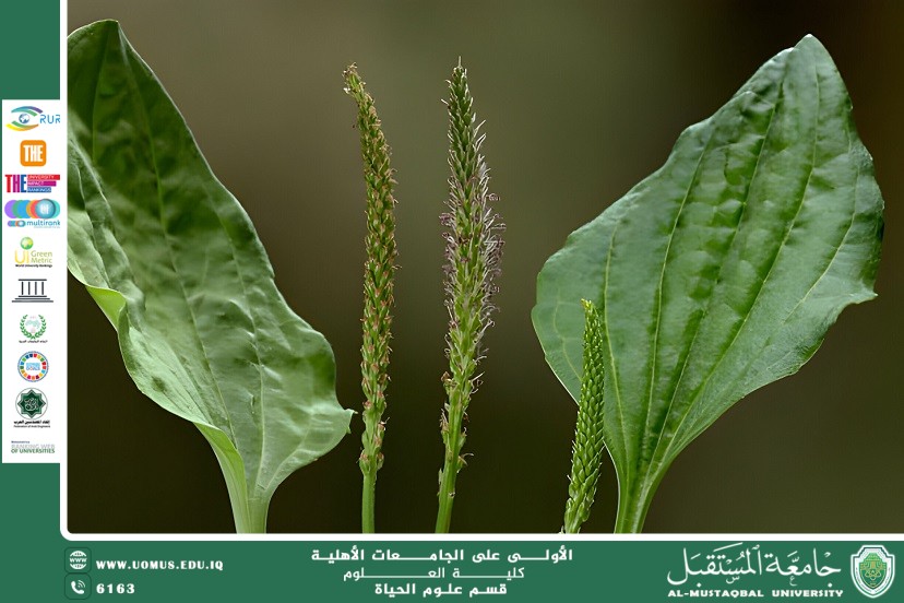 مقالة علمية للانسة نور الهدى عزمي حسن بعنوان :  زهرة لسان الحمل