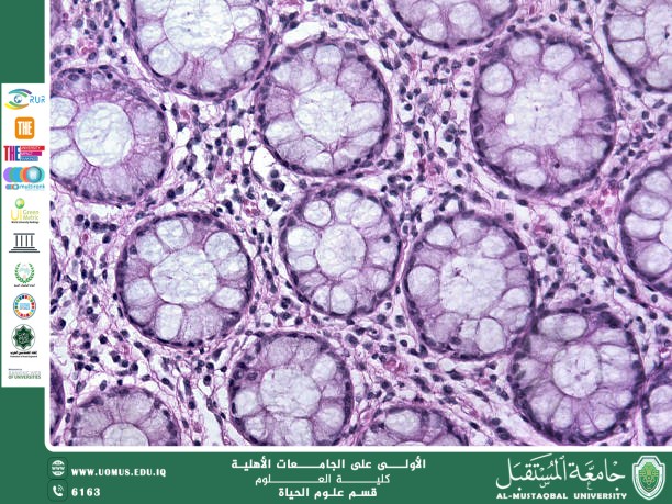 "A scientific article by Miss Nour El-Huda Azmi Hassan entitled "The Microscopic Structure of Plant and Animal C