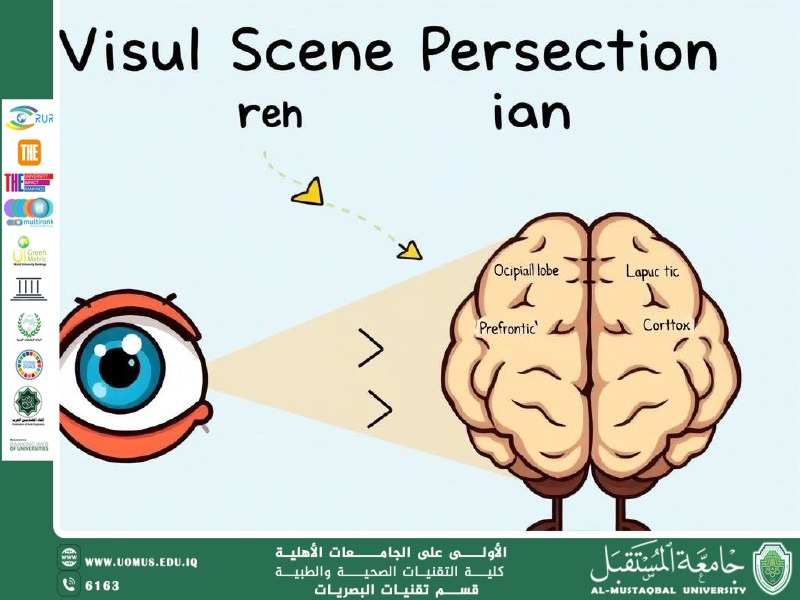 مقالة علمية للست حنين حيدر حسين بعنوان" التفسير البصري في الدماغ: من استقبال الضوء إلى تكوين المعنى"