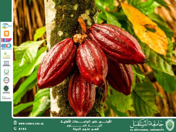 A Scientific Article by Miss Noor Al-Huda Azmi Hassan Title: Cocoa Tree (Theobroma cacao)