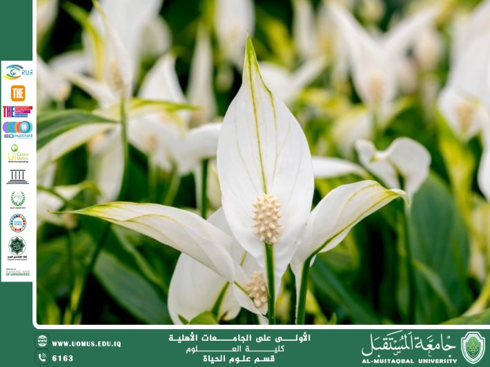 مقالة علمية للتدريسية م.م زينب ناظم عزيز بعنوان :  زنبق السلام