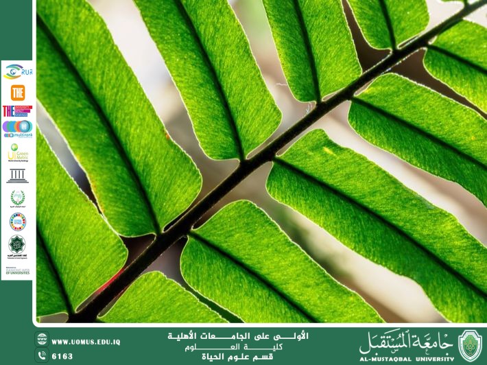 مقالة علمية للآنسة نور الهدى عزمي حسن بعنوان: النباتات الوعائية وأهميتها البيئية