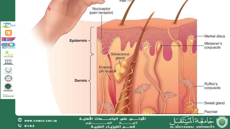 The Effect of Fluctuating Weather on Human Skin artical by hamza abass