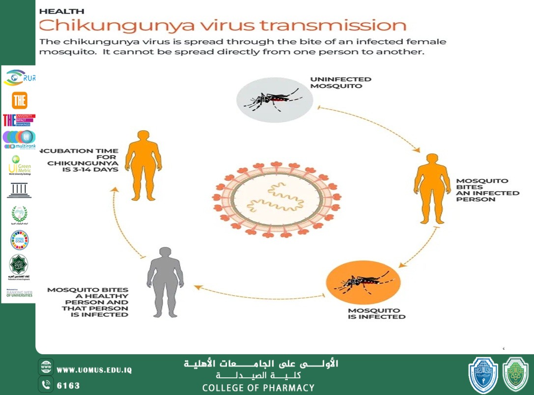 مقالة علمية لتدريسي من كلية الصيدلة الأستاذ ندى خزعل كاظم بعنوان "فيروس شيكونغونياChikungunya Virus "