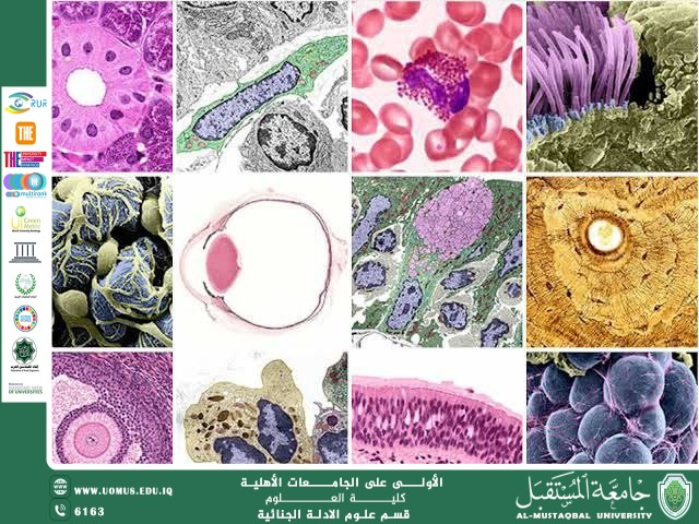 علم الأنسجة ودوره في تشخيص أسباب الوفاة (م.م. هويدا نزال حسين)