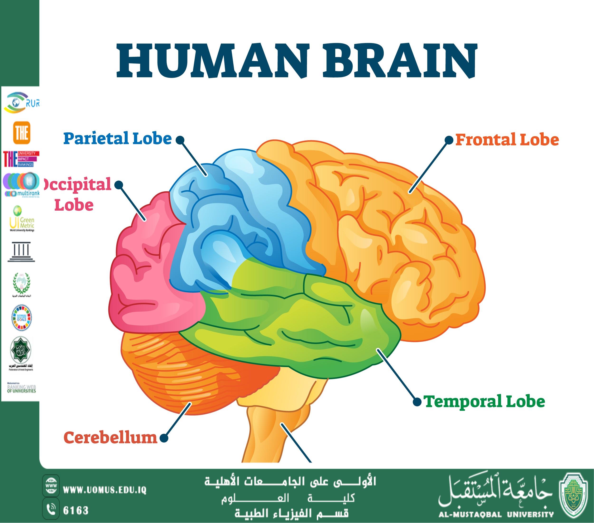 The Human Brain: How It Thinks and Manages the Body's Organs? Scientific Article by Instructor Mohammed Jamal