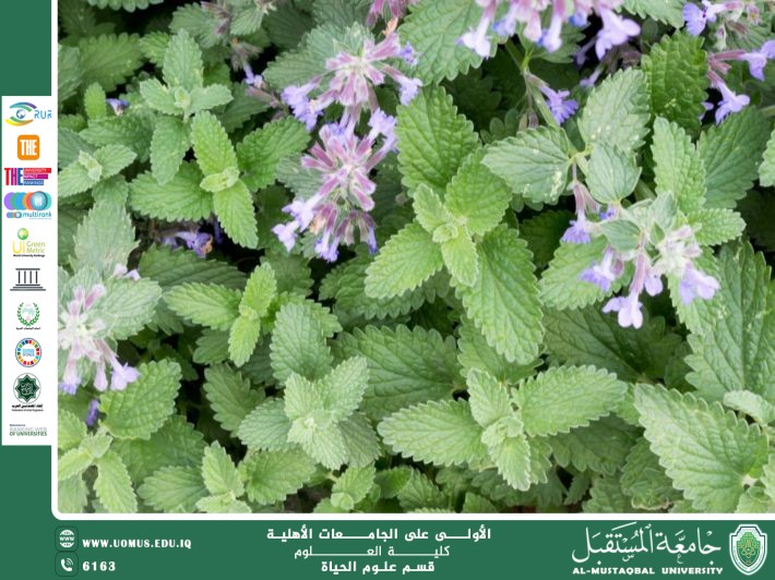 مقالة علمية للانسة نور الهدى عزمي حسن بعنوان :زهرة النعناع البري