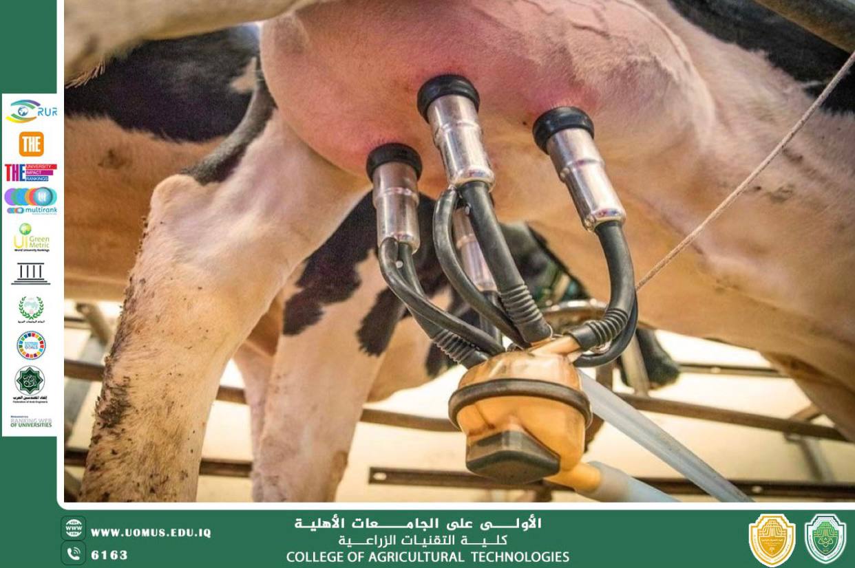 Milk production efficiency in cows