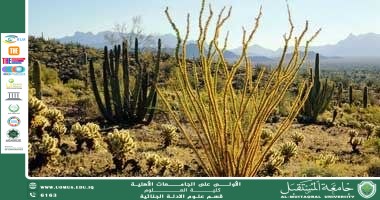 Genetic engineering of plants to combat drought (Asst. Lecturer Huwayda Nazzal Hussein)