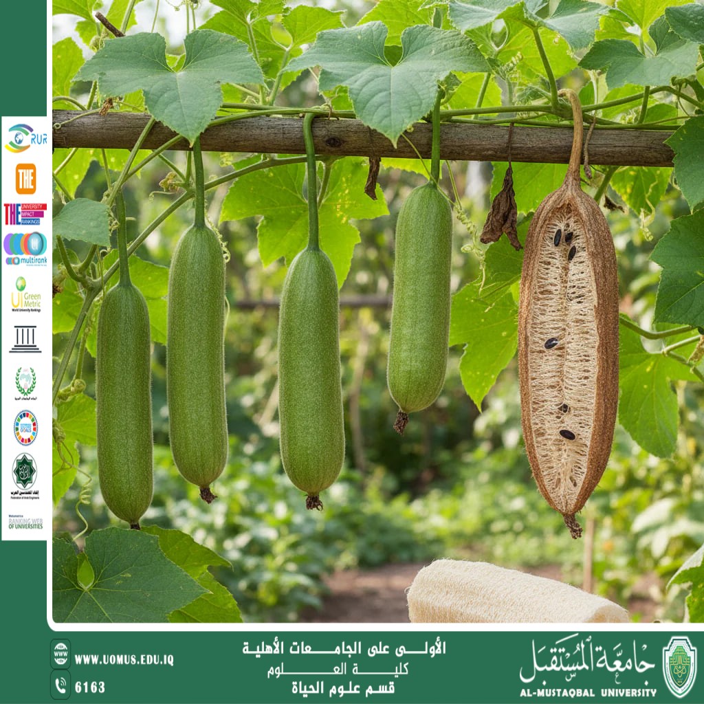 "A scientific article by Lecturer Assistant Zainab Nazim Aziz entitled: “Luffa (Sponge Gourd)