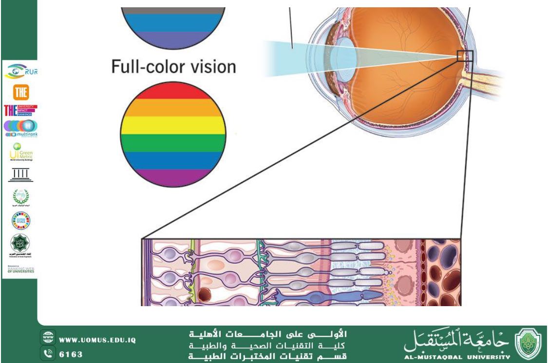 مقالة علمية للدكتور علي تركي الحسيني بعنوان : عمى الألوان الاحمر - الأخضر
