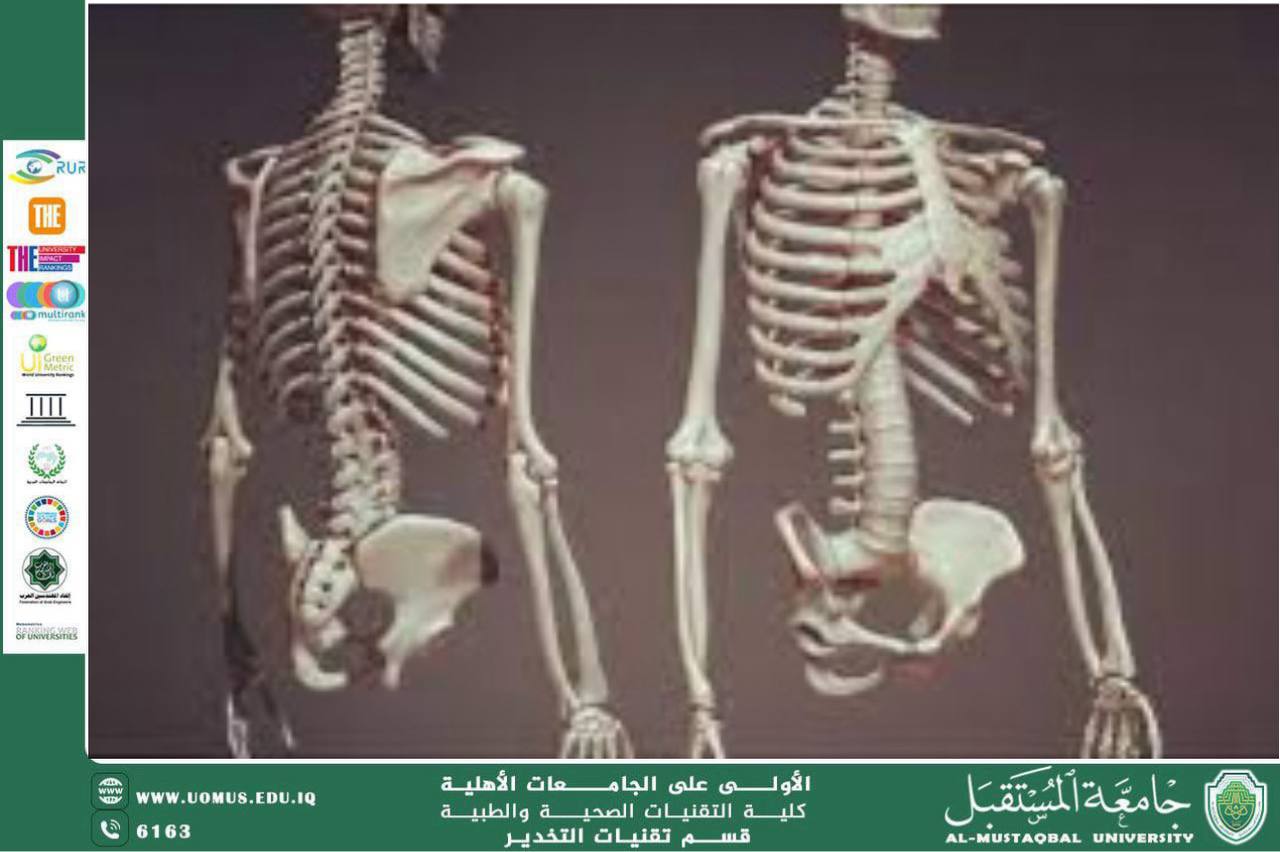 The Skeleton: The Foundation of the Human Body and Its Vital Role in Health and Daily Functions
