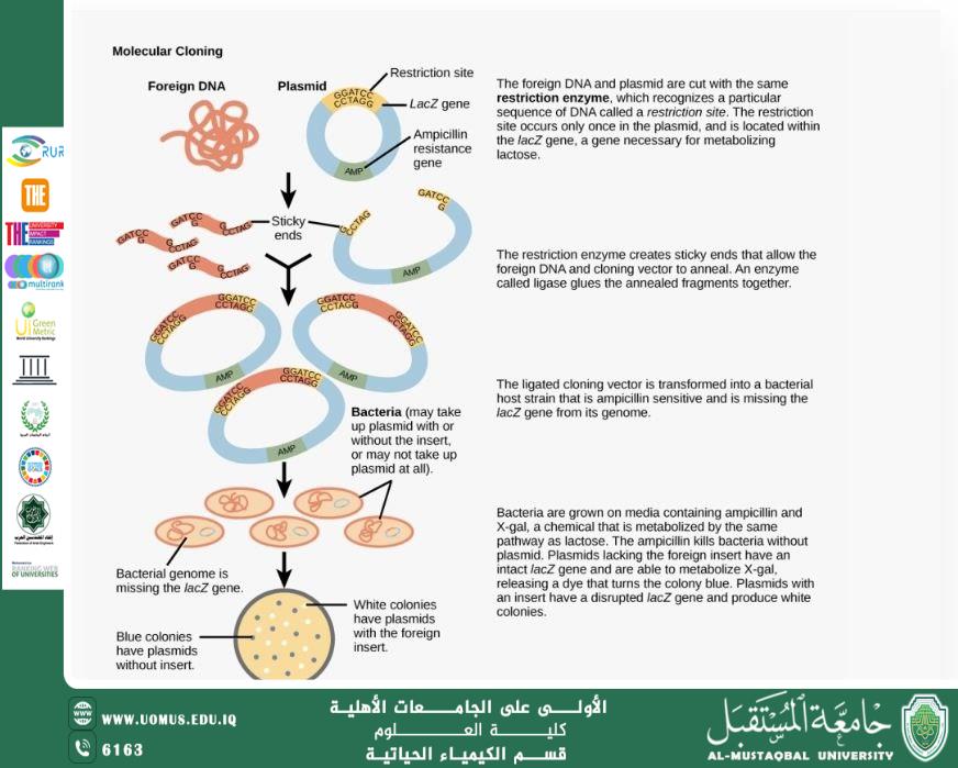 مقالة علمية بعنوان استنساخ الحمض النووي (DNA Cloning): المبادئ والتطبيقات الحيوية من قبل : م.م. عباس حمزة خضير قسم الكيمياء الحياتية – كلية العلوم – جامعة المستقبل