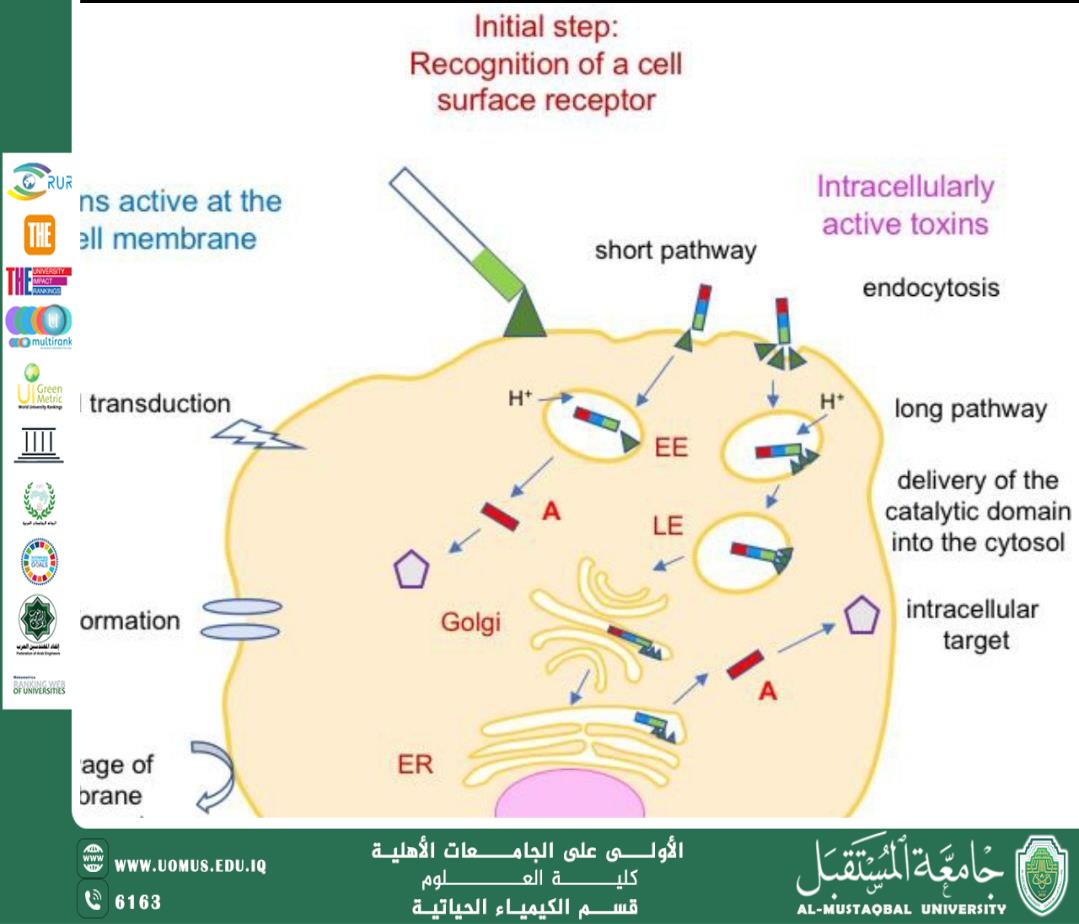 السموم وعلاقتها بالكيمياء الحيوية إعداد: م.م. عباس حمزة خضير قسم الكيمياء الحياتية – كلية العلوم – جامعة المستقبل