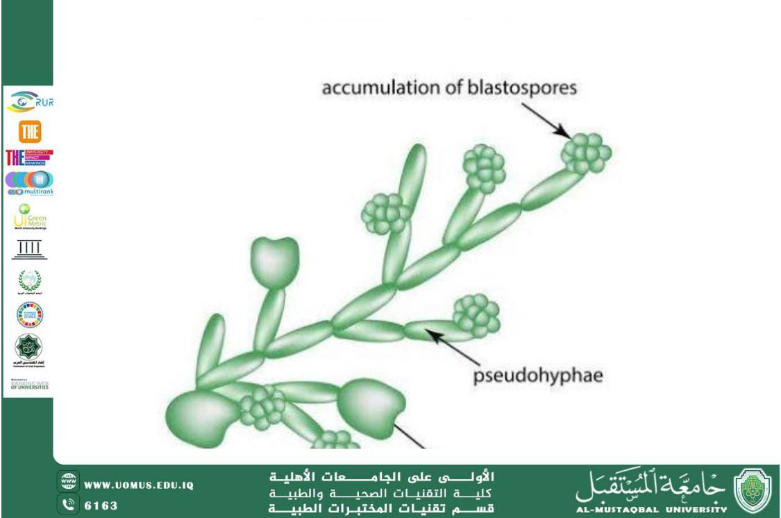 مقالة علمية للسيدة زهراء عبيس بعنوان :  المبيضة البيضاء (Candida albicans) كفطر انتهازي ممرض