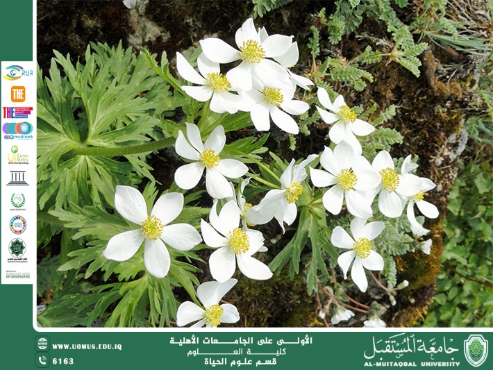 A scientific article by Miss Nour El-Hoda Azmy Hassan entitled "The effect of the environment on the shape and colors of flowers"