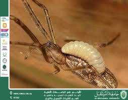 Parasitism: Concept, Types, and Biological Impact