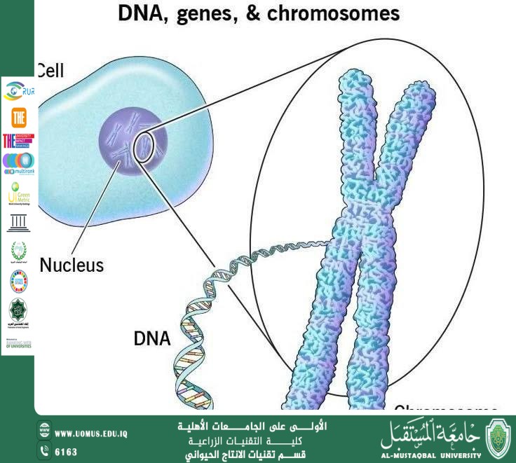 Genetic Asset Engineering: Genotyping as a Compass for Precision Selection