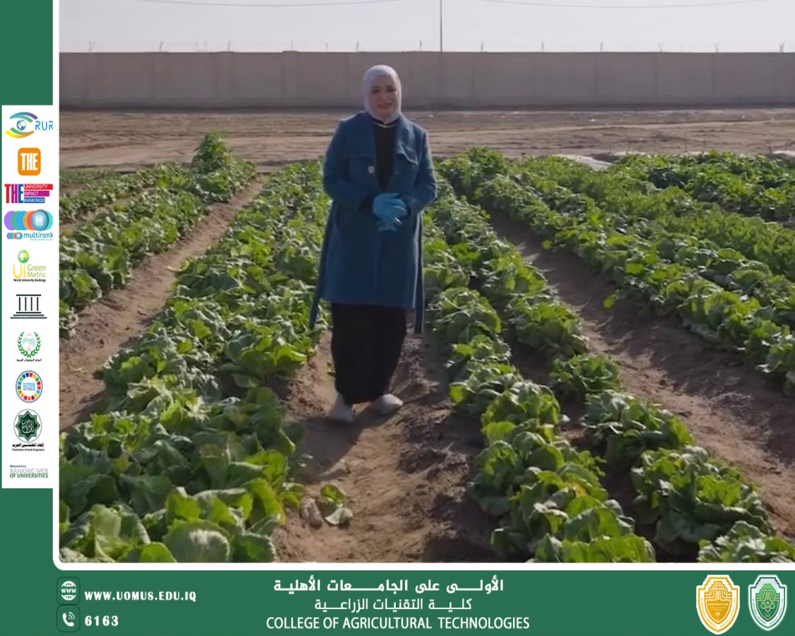 جامعة المستقبل تحقق إنجازًا علميًا بزراعة الخس الآيسبرغ الأمريكي لأول مرة في العراق