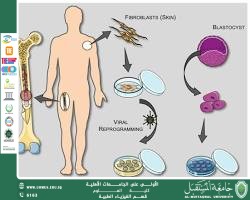 Cellular Senescence and Rejuvenation Therapies: Can AI Stop the Biological Clock? A scientific article by the Head of Department, Dr. Anis Ali