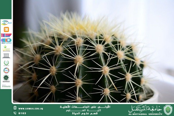 مقالة علمية للانسة نور الهدى عزمي حسن بعنوان " المركبات الفعالة في نبات الصبار وتطبيقاتها الحيوية والطبية"