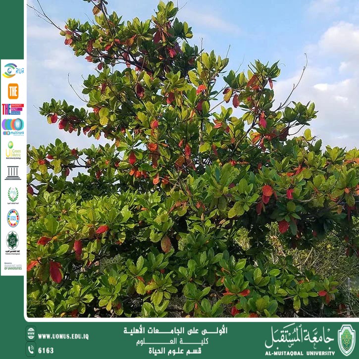 مقالة علمية للتدريسية م.م زينب ناظم عزيز بعنوان :  نبات اللوز الهندي