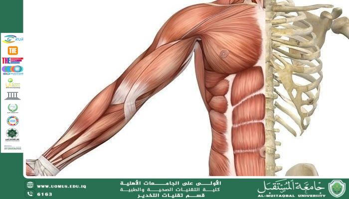 The Muscular System