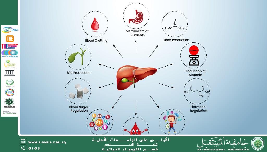 Understanding Liver Function Tests Through Biochemistry: A Guide to Interpreting Hepatic Biomarkers