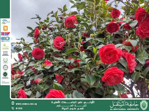 مقالة علمية للانسة نور الهدى عزمي حسن بعنوان "نبات الكاميليا "