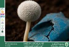 Aspergillus tubingensis Fungus and Its Role in Plastic Degradation