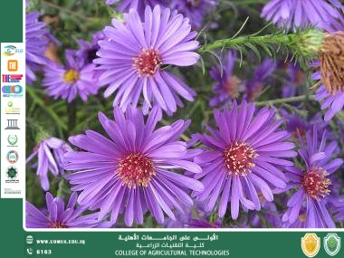 الزهور… جمال الطبيعة ورسائل الحياة