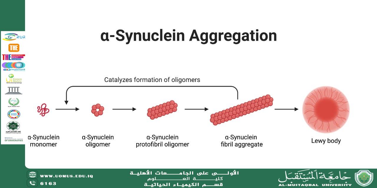 مقالة علمية لرئيس قسم الكيمياء الحياتيه بعنوان دور الطرد المركزي التحليلي في دراسة اضطرابات تجمع البروتينات كمؤشرات لأمراض التنكس العصبي