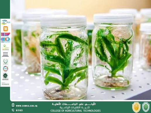 Micropropagation in Plants Prof. Dr. Majid Kazem Al-Hamzawi Head of the Department of Medical Plant Technologies  Micropropagation is an integrated process in which cells, tissues, or organs are isolated from selected plants, surface-sterilized, and cultured under aseptic and growth-promoting conditions to produce large numbers of clonal plantlets. The technique of cloning isolated single cells in the laboratory has proven that somatic cells, under suitable conditions, can differentiate into a c