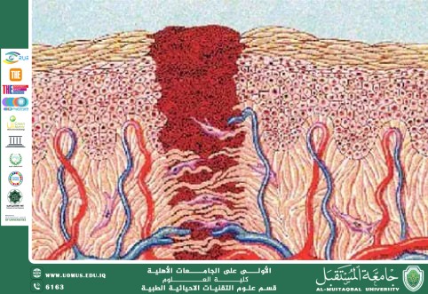 مقالة علمية للمعيدة (مدلولة مؤيد فايق ) بعنوان "تجدد الأنسجة البشرية وآليات التئام الجروح"