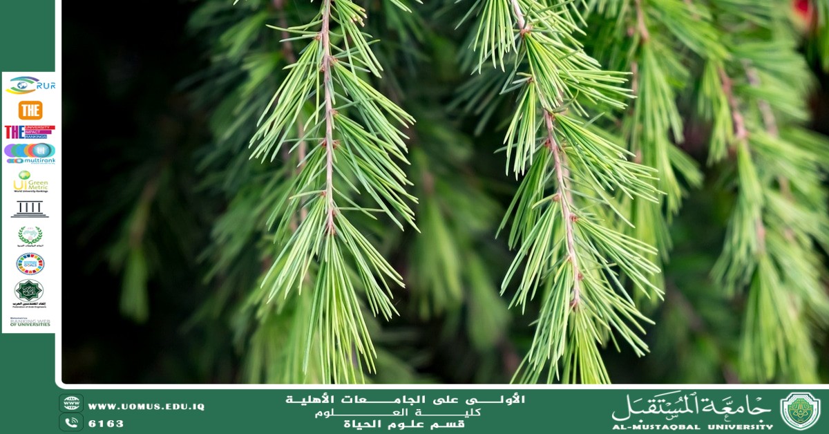 مقالة علمية للتدريسية بنين معن كريم بعنوان "الزراعة بدون تربة وتأثيرها البيئي"